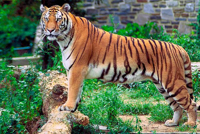 Quiz: The Majestic World of Tigers