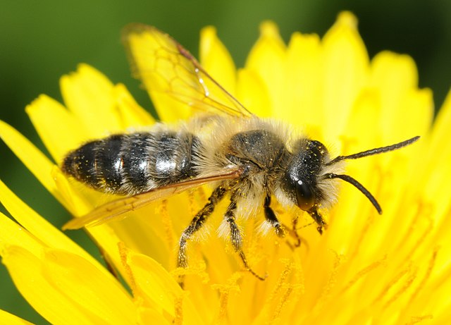Quiz: Bees